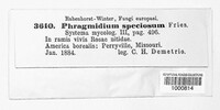 Phragmidium speciosum image